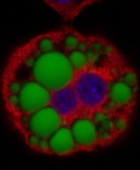 adipocyte.jpg