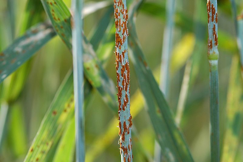 cornell genetics funding
