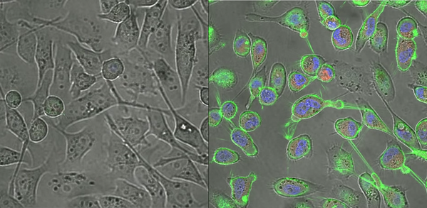 Madison lab research