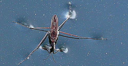 water strider