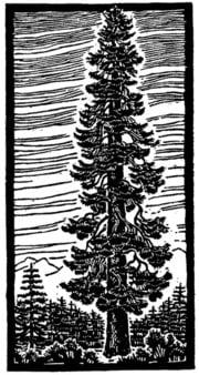 california forestry research