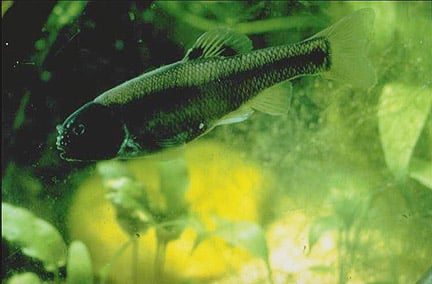 davis chemical research