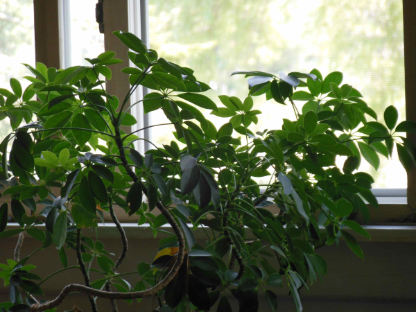 Green INside Green Outside resized 600