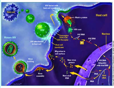 HIV life cycle