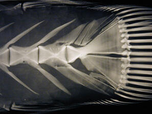 life science research