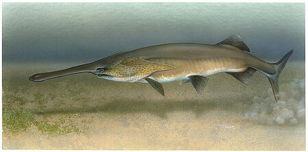 paddlefish bioresearch