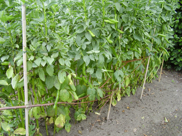 Plant research crops resized 600