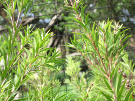 Plant research opportunties resized 600