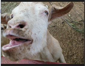 Cheap Vendor Shows Got your goat?