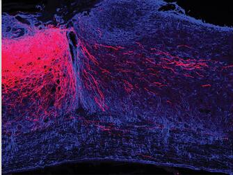 stem cell research funding