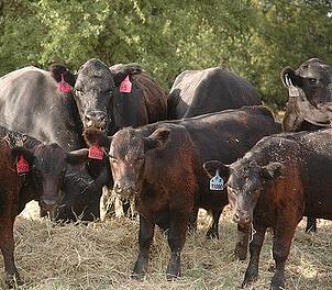 tamu bovine research