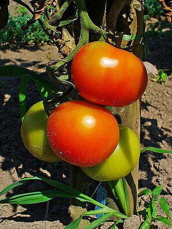 Tomatoes