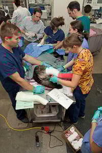 veterinary science hospital