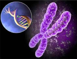 dna_chromosome