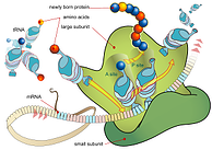 Ribosome mRNA translation en.svg resized 600