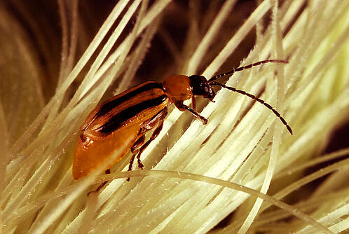 Western corn rootworm