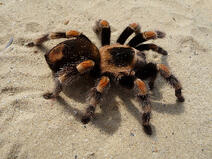Durham, NC life science researchers found a way to use tarantula venom to stop the death of cartilage cells. 