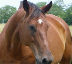 Horse3
