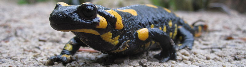 Fire salamander at Plitvice Lakes