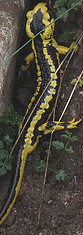 Salamandra