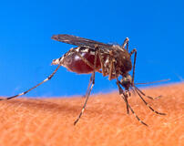 Malaria is transferred from mosquito's to humans, and some strains of malaria are becoming resistant to current drugs. 