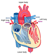 250px Heart diagram blood flow en svg