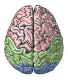 The $15 million award will help researchers study treatments for brain disorders. 