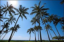 california-palm-sunshine