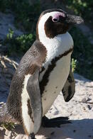 African Penguins like Tess are expected to be extinct in the next 20 years.