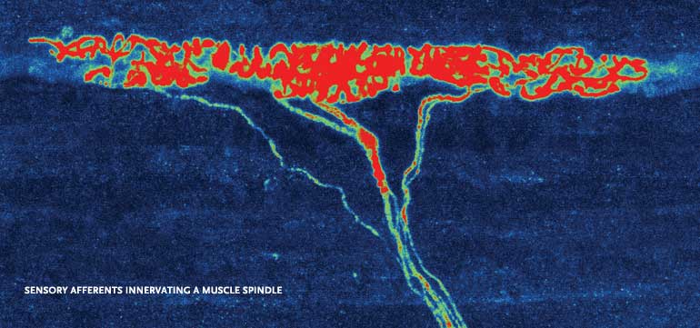 neurobiology research