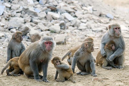 Rhesus Macaques
