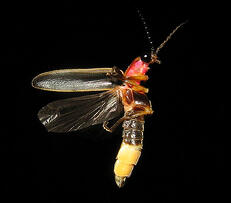 682px-Photinus_pyralis_Firefly_3