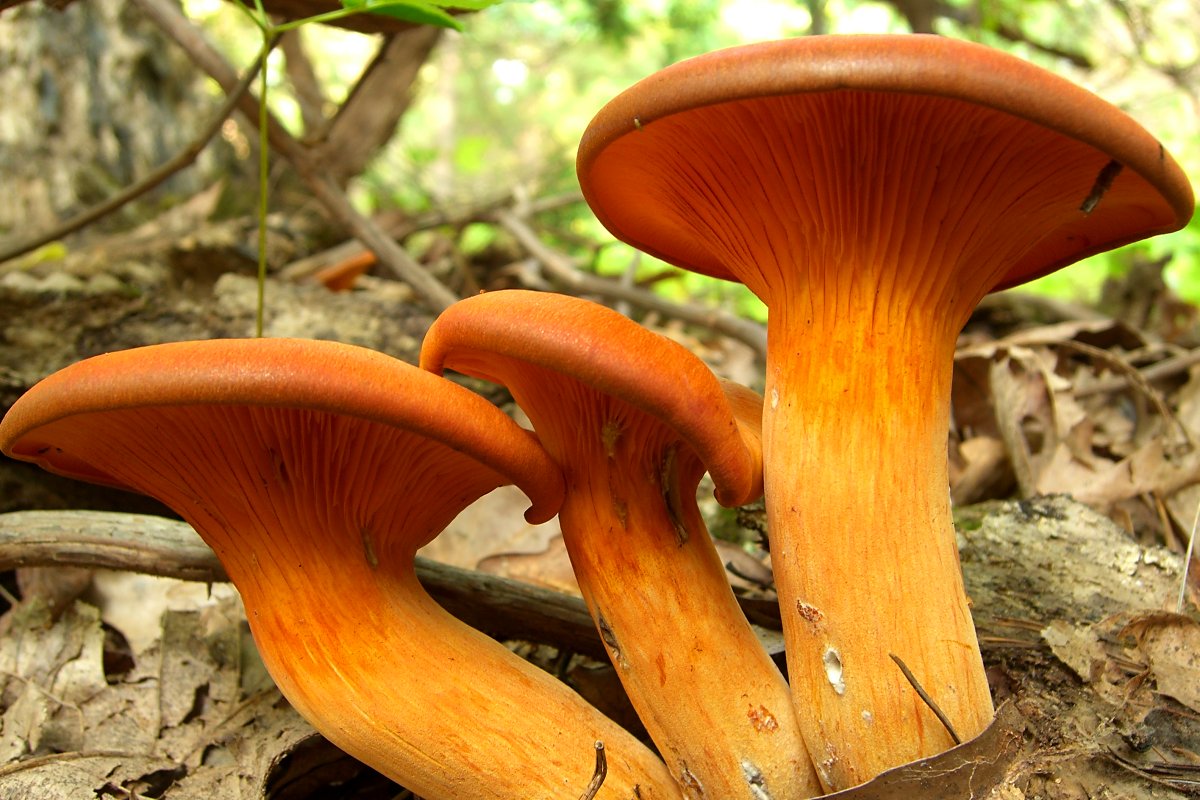 fungus research