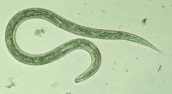 Hookworm_larvaG