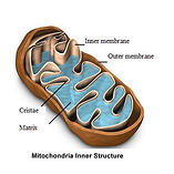 Mitochondrion