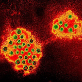 68606 414525588616802 1084676360 n resized 600