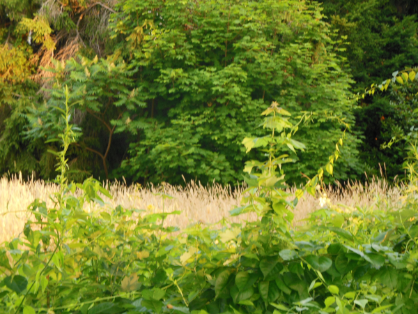 Life science outdoors in michigan