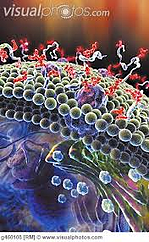 imagesCAYAB81O resized 600