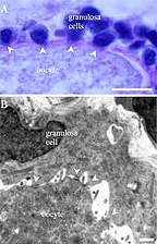 imagesCA4SUHO4 resized 600