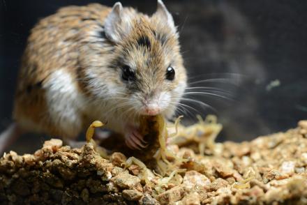 grasshopper mouse