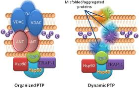 imagesCAIP0PQM resized 600