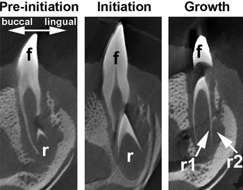 usc regenerative biology