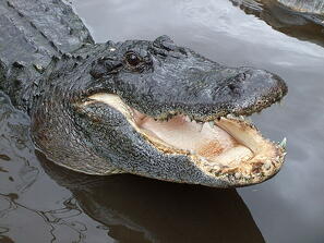 alligator teeth research