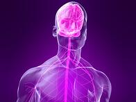 your nervous system 400