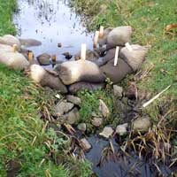 mycofiltration burlap bags