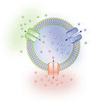 SelectiveTransport ksm 2 1