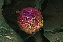 imagesCAP5B1WE resized 600