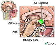 hypothalamus