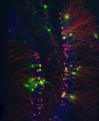 Image 140x170px for website