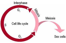 imagesCA69KODH resized 600